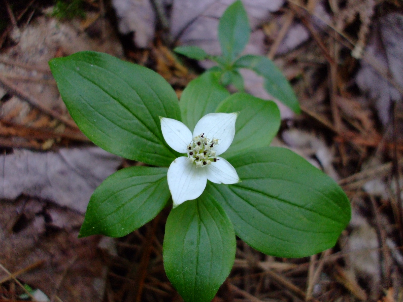 Cornus canadensis
